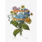 Flowers  - XBFL556  -  PRINT