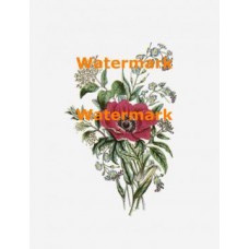 Flowers  - XBFL67  -  PRINT