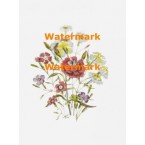 Delicate Flowers  - XBFL86  -  PRINT