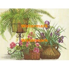 Irises, Geraniums, & Ferns  - XBFL923  -  PRINT