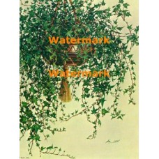 English Ivy  - XBFL932  -  PRINT