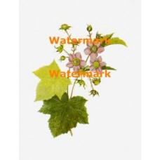 Delicate Pink  - XBFL97  -  PRINT