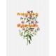 Delicate Pink  - XBFL98  -  PRINT