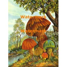 Forest of Mushrooms  - XBFR174  -  PRINT