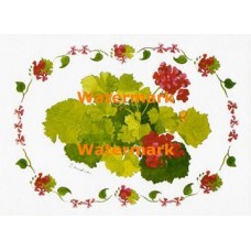 Geraniums  - XKF1104  -  PRINT