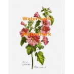 Lavatere  - XKN1210  -  PRINT