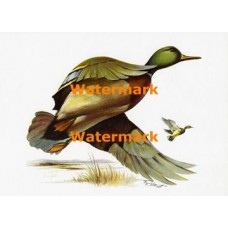 Mallards  - XKF1442  -  PRINT 