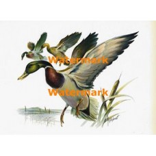 Mallards  - XKF1445  -  PRINT 
