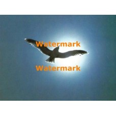 Gliding Gull  - XKF2013  -  PRINT 
