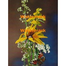 Yellow Daisy with Butterfly  - XKF2082  -  PRINT