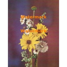 Wildfield Flowers  - XKF2083  -  PRINT