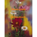 Mixed Asters  - XKF2084  -  PRINT