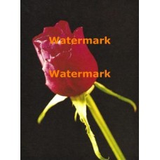 Red Rose  - XKF3156  -  PRINT
