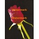 Red Rose  - XKF3156  -  PRINT