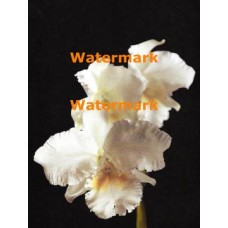 White Orchid  - XKF3157  -  PRINT