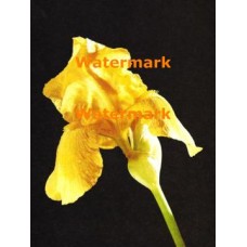 Yellow Iris  - XKF3158  -  PRINT