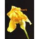 Yellow Iris  - XKF3158  -  PRINT