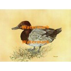 Canvas Back  - XKF4511  -  PRINT 