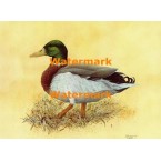 Mallard Drake  - XKF4512  -  PRINT 