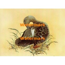 Mallard Hybrid  - XKF4513  -  PRINT 