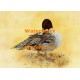 Pintail  - XKF4514  -  PRINT 