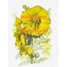 Tender Hollyhocks  - XKF4522  -  PRINT