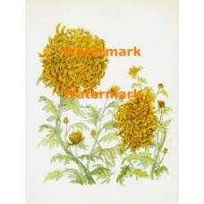 Tender Mums  - XKF4523  -  PRINT