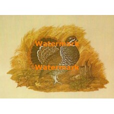 Spruce Grouse  - XKF5171  -  PRINT 