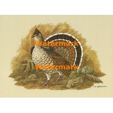Ruffed Grouse  - XKF5172  -  PRINT 