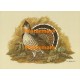 Ruffed Grouse  - XKF5172  -  PRINT 