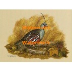 Mountain Quail  - XKF5173  -  PRINT 