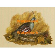 Mountain Quail  - XKF5173  -  PRINT 