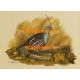 Mountain Quail  - XKF5173  -  PRINT 