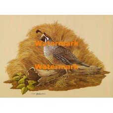 California Quail  - XKF5174  -  PRINT 