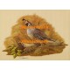 California Quail  - XKF5174  -  PRINT 