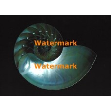 Chambered Nautilus  - XKF7152  -  PHOTO PRINT 