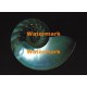 Chambered Nautilus  - XKF7152  -  PHOTO PRINT 