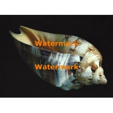 Magnificent Volute  - XKF7154  -  PHOTO PRINT 