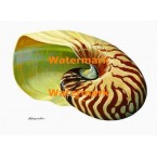 Chambered Nautilus  - XKF7802  -  PRINT 