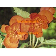 Orange Begonia  - XKF2001  -  PRINT