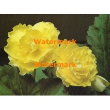 Yellow Roses  - XKF2002  -  PRINT