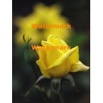Vibrant Yellow Rose  - XKFLAM8501  -  PHOTO PRINT