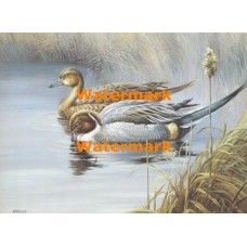 Pintails  - XS10248  -  PRINT