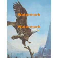 Eagle  - XS10304  -  PRINT