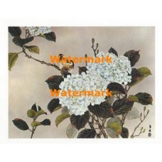 Hydrangea  - XS1175  -  PRINT