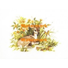 Fawn  - XS1236  -  PRINT
