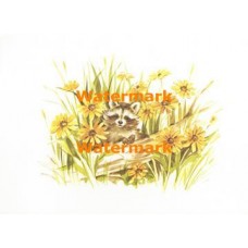Raccoon  - XS1239  -  PRINT