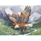 Eagle  - XS15193  -  PRINT