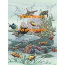 Ocean Life  - #XS15595  -  PRINT