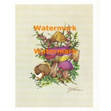Mushrooms  - XS214  -  PRINT